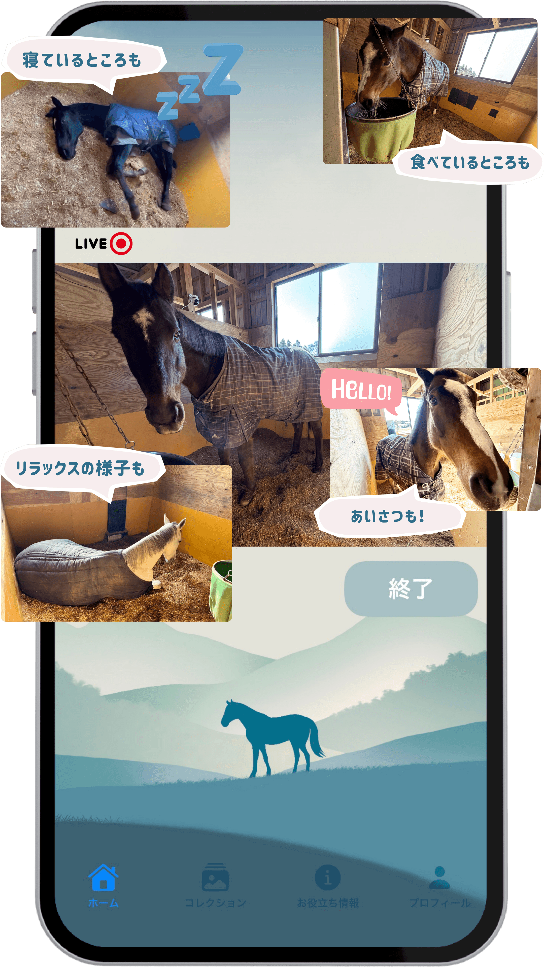 馬の癒し時間 - LIVE配信画面