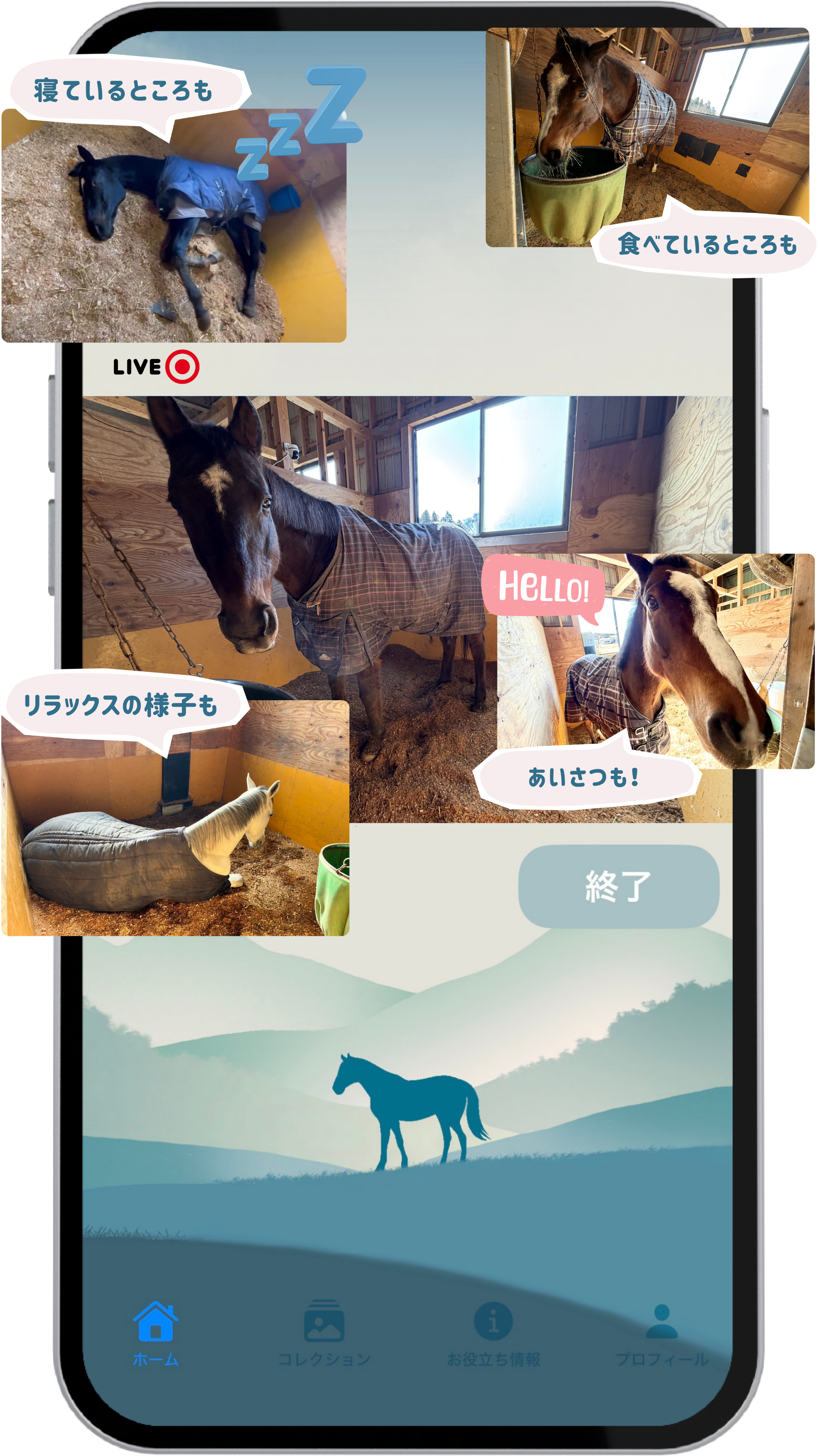 馬の癒し時間 - LIVE配信画面