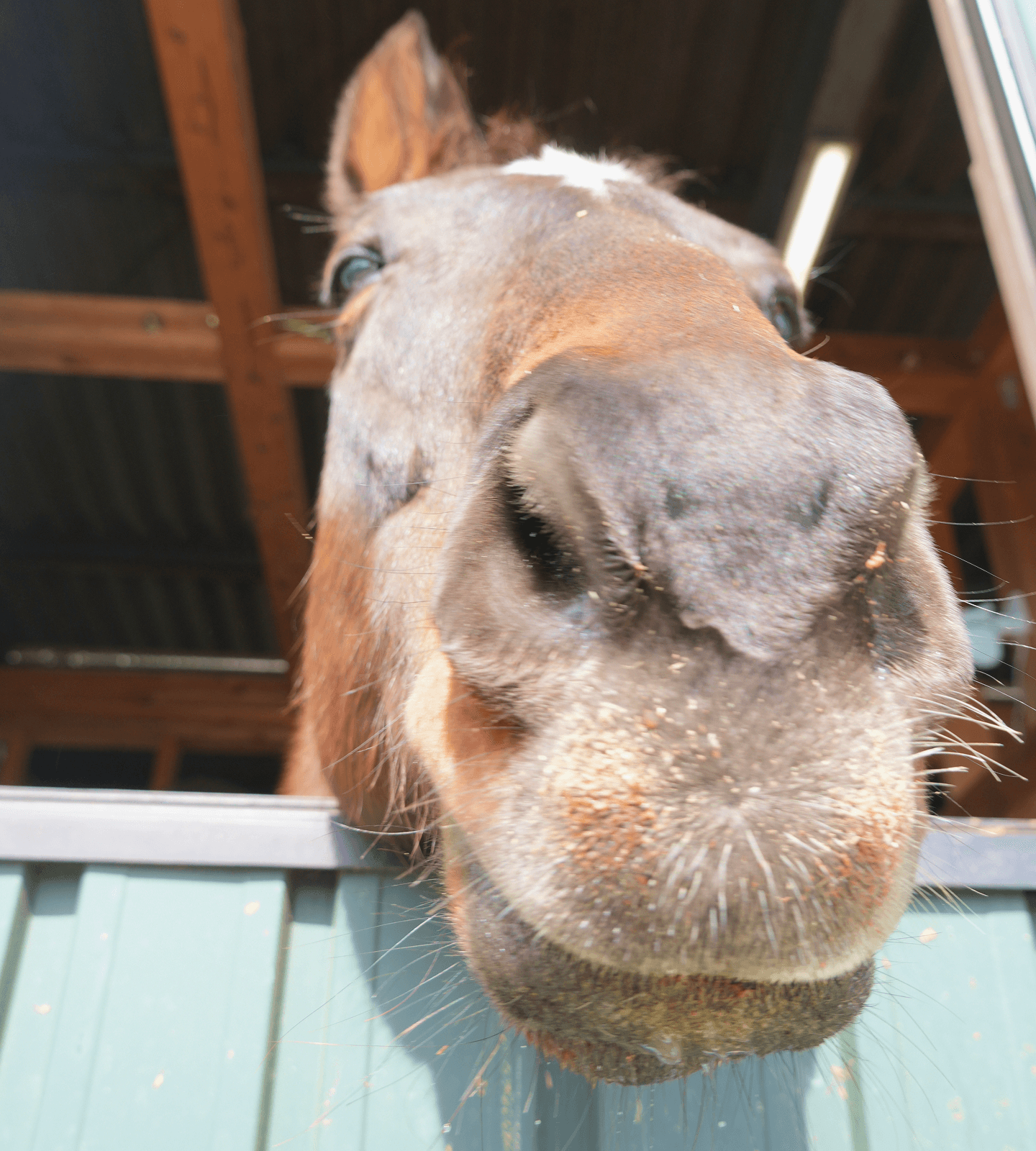 馬の写真2